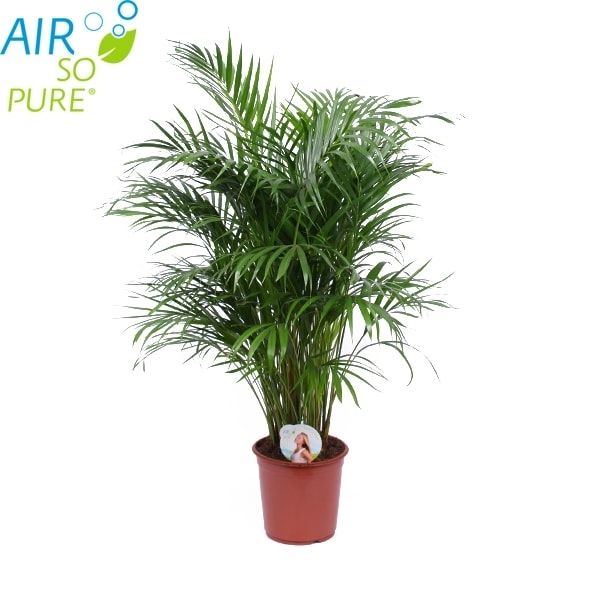 Geladen Gevoelig voor speer Kamerplant palm | Tuindorado