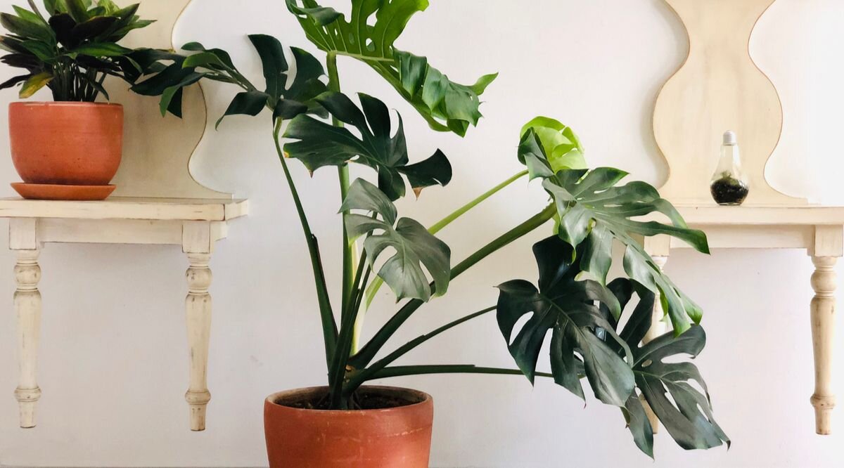 Grote kamerplanten Grote kamerplanten