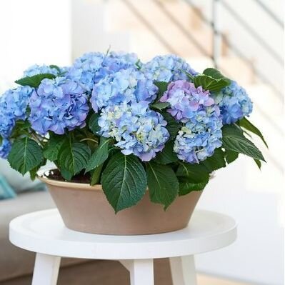 Hortensia Hortensia
