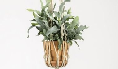 IJzervaren IJzervaren