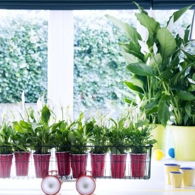 Lepelplant Lepelplant