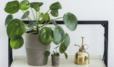 Pannenkoekplant Pannenkoekplant