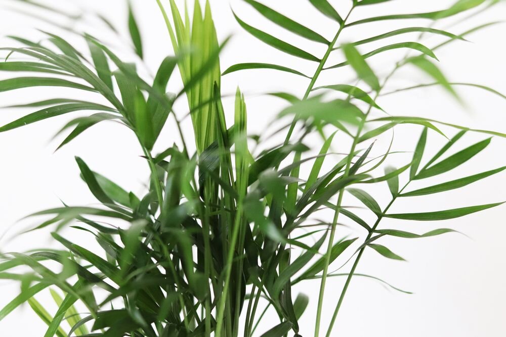 Top 10 groene planten Top 10 groene planten