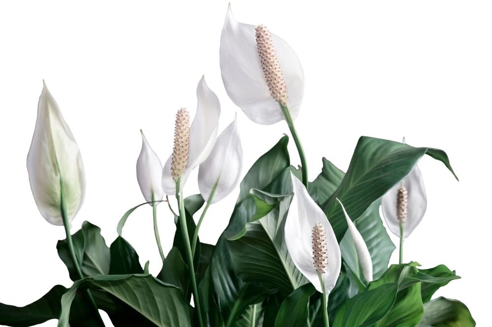 Top 10 luchtzuiverend Top 10 luchtzuiverend