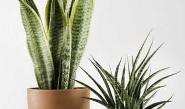 Vrouwentong Vrouwentong