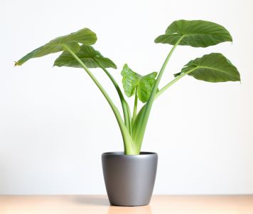 Favoriete kamerplant: Alocasia