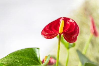 Favoriete kamerplant: Anthurium