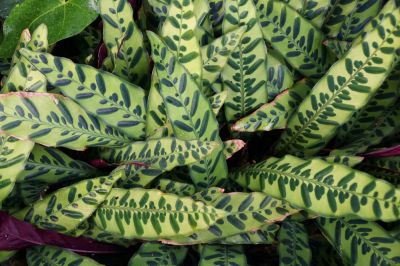 Favoriete kamerplant: Calathea