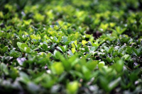 Buxus snoeien