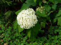 Hortensia ‘Annabelle’