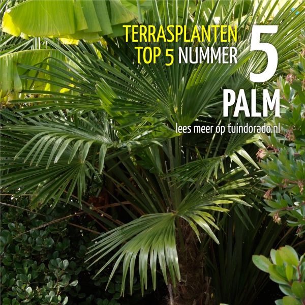 Verfijning Eerlijkheid borstel Top 5 terrasplanten: 5. Palm - Tuindorado