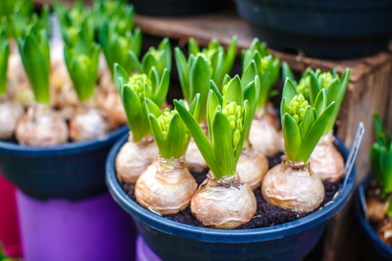 Senator delicaat lepel Voorjaarsbollen planten in 3 stappen - Tuindorado