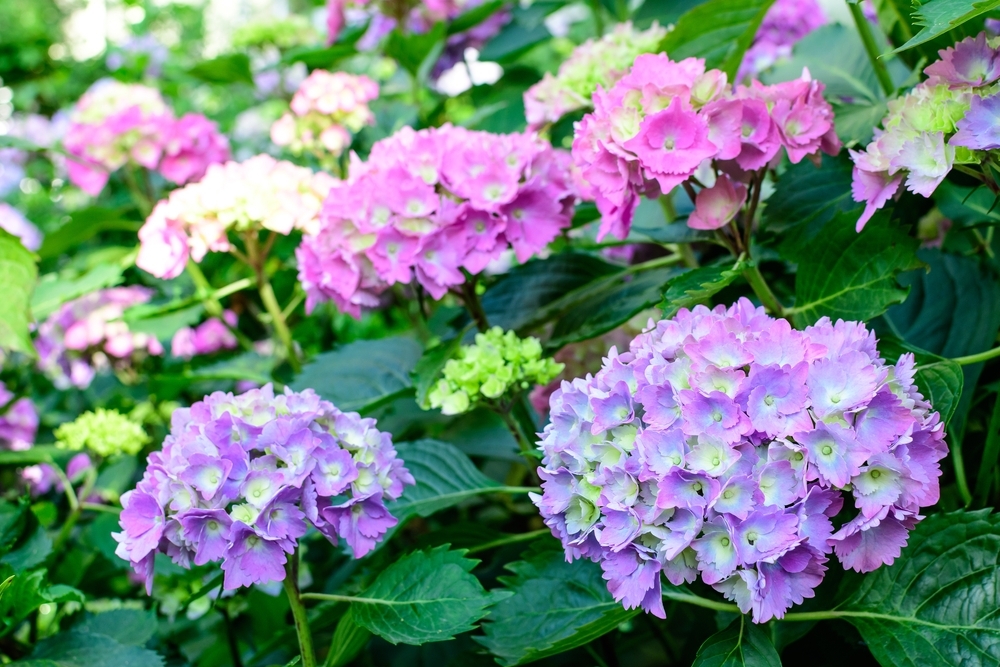 Zomertopper Voor Binnen En Buiten De Hortensia Tuindorado