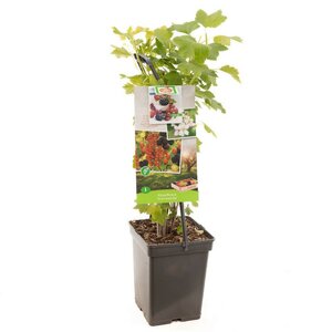 4 soorten in 1 pot Ribes / Rubus Fruit Kwartet - draag