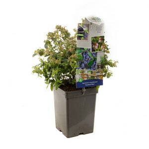 Blauwe bes (pluk juli /aug.) Vaccinium corymbosum Sunshine Blue