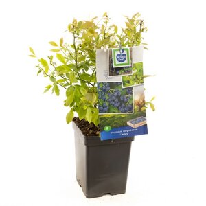 Blauwe bes (pluk september) Vaccinium corymbosum Jersey