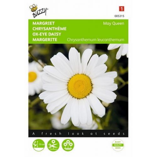 Buzzy® Chrysanthemum, Margriet May Queen - afbeelding 1