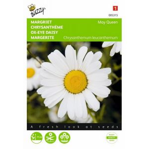 Buzzy® Chrysanthemum, Margriet May Queen - afbeelding 1