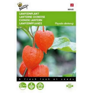 Buzzy® Physalis, Lampionplant - afbeelding 1