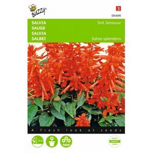 Buzzy® Salvia, Vuursalie Sint Jansvuur - afbeelding 1