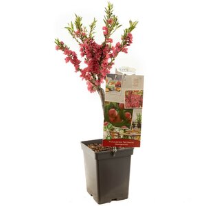 Dwergperzik Dwergperzik rode bloesem