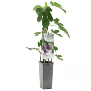 Ficus carica c2 h60cm