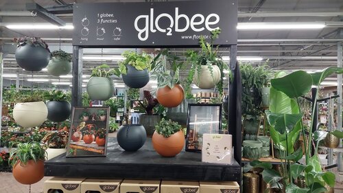 Globee olijf - afbeelding 6