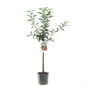 Handappel Malus dom. Gala laagstam