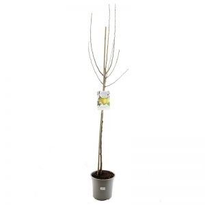 Malus dom. Golden Del. p27 h120cm