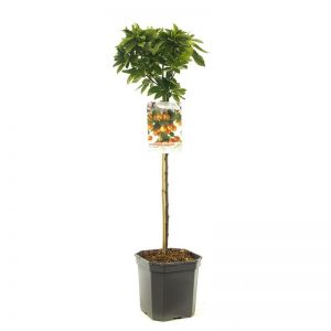 Dwergsierappel Malus Pomzai stam 60