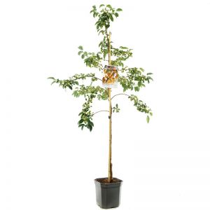 Geel-rode sierappel Malus Prof. Sprenger laagstam