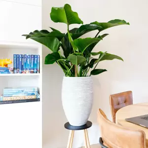 Philodendron Green Beauty - afbeelding 3