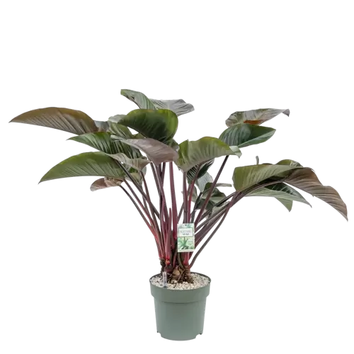 Philodendron Red Beauty - afbeelding 3