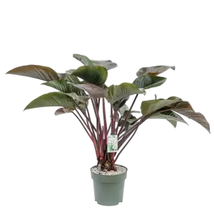 Philodendron Red Beauty - afbeelding 3