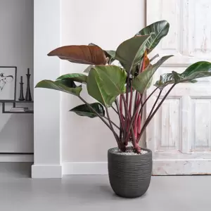 Philodendron Red Beauty - afbeelding 4