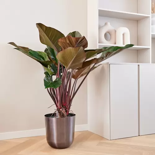 Philodendron Red Beauty - afbeelding 5