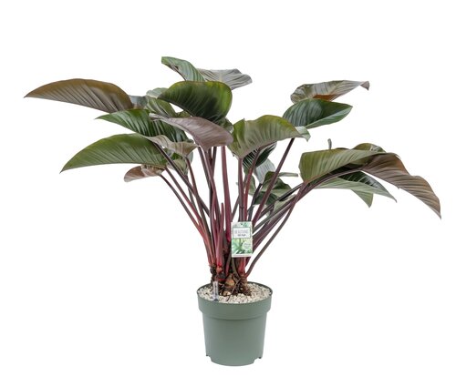 Philodendron Red Beauty - afbeelding 1