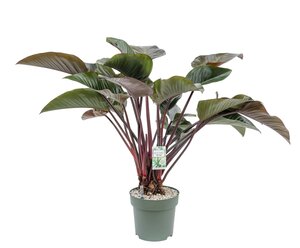 Philodendron Red Beauty - afbeelding 1