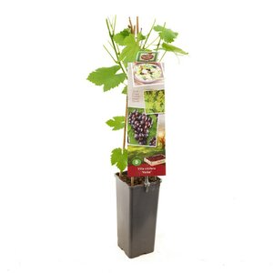 Pitloze rood/paarse druif Vitis vinifera Heike