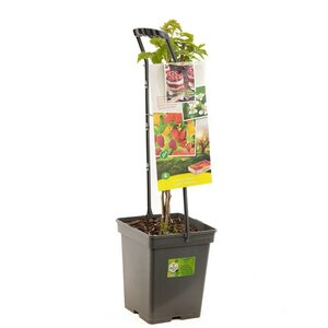Rubus id. Quatro- Framboos vp5